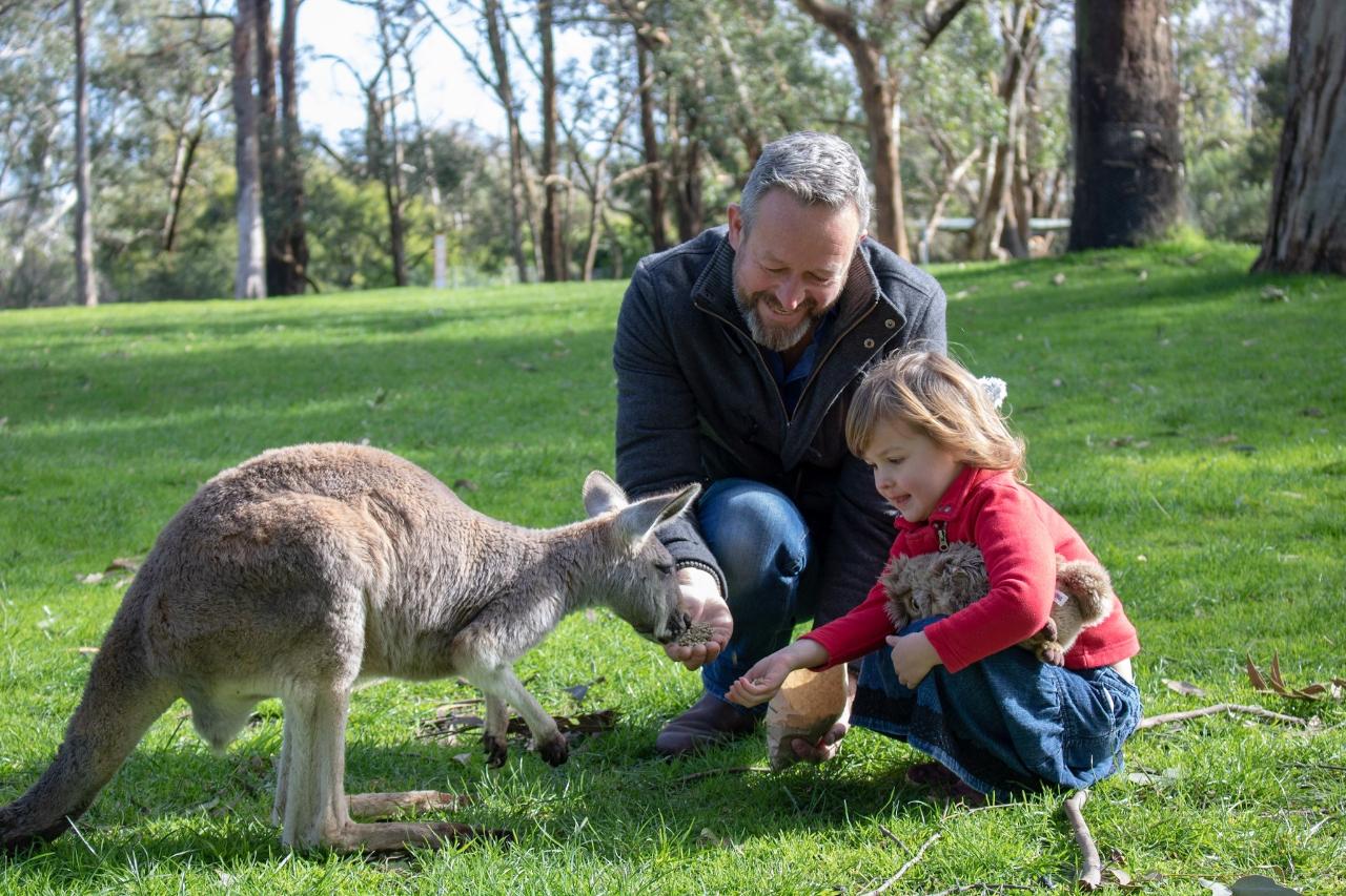 Day Entry At Cleland Wildlife Park