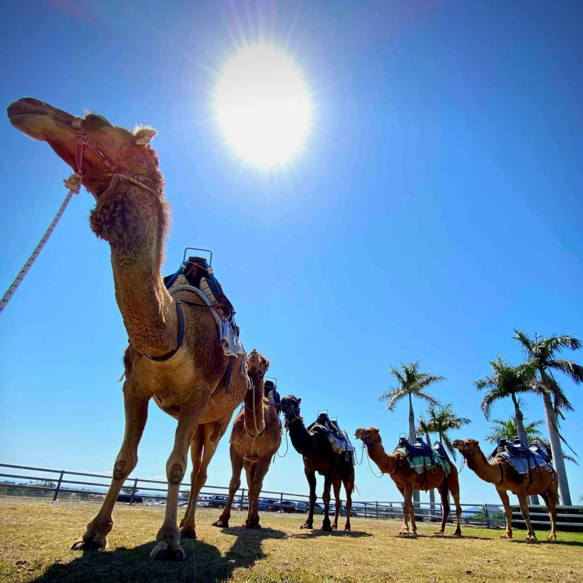 Bumpy Camel Ride Camel Ride – We Wander Experiences