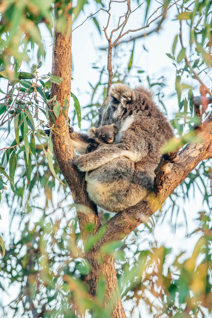 4Wd & Wildlife Adventure - Half Day