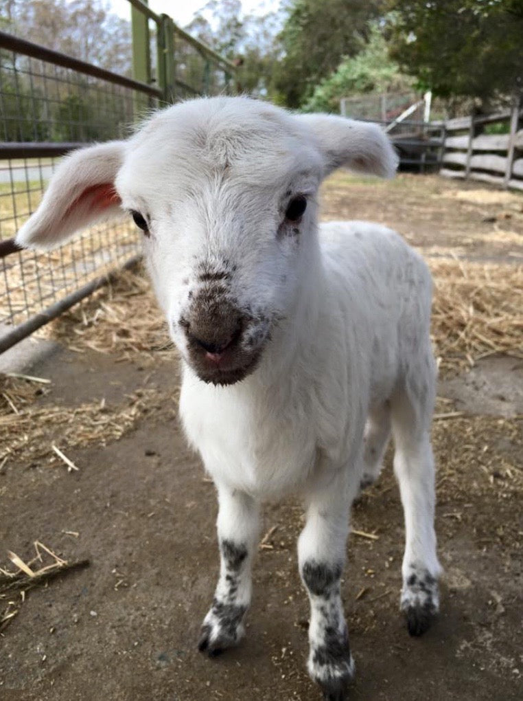 1Hr Personal Animal Tour