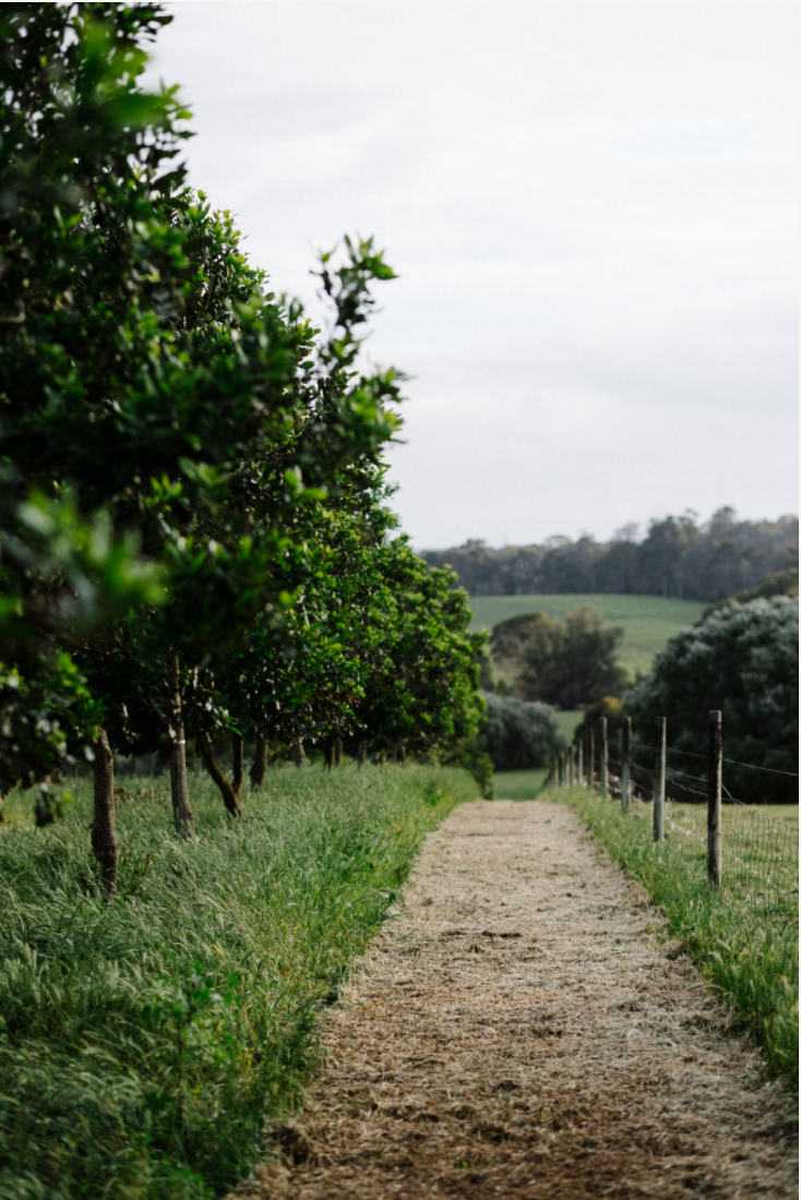 Forage On The Farm & Vino In The Vines