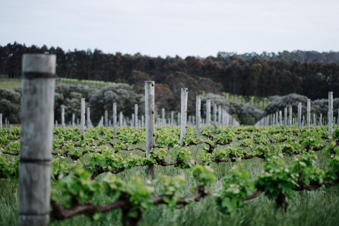 Forage On The Farm & Vino In The Vines