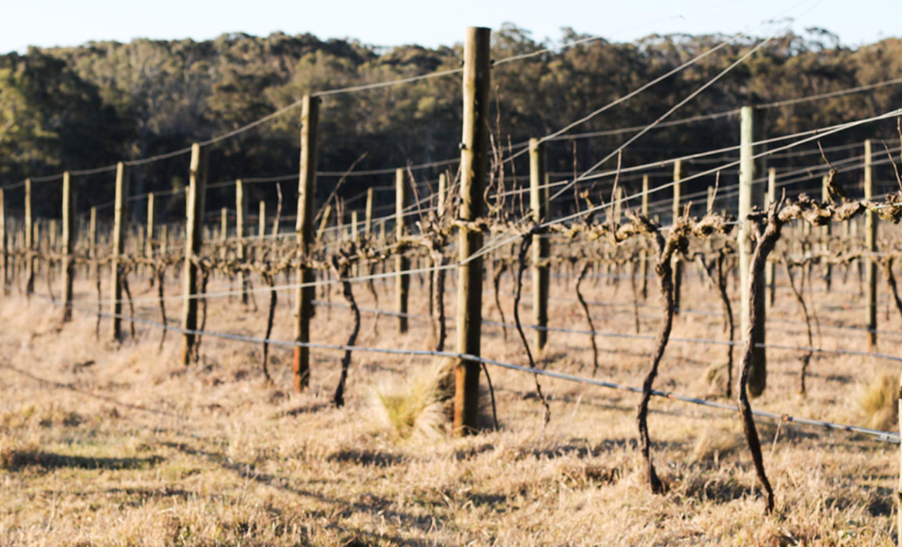 Experience Sustainable Winemaking At Tractorless Vineyard