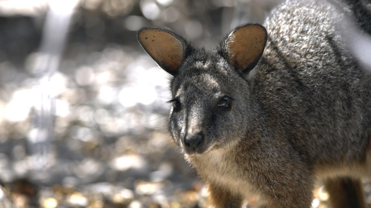 Escape To The Abrolhos Islands - Half Day Tour