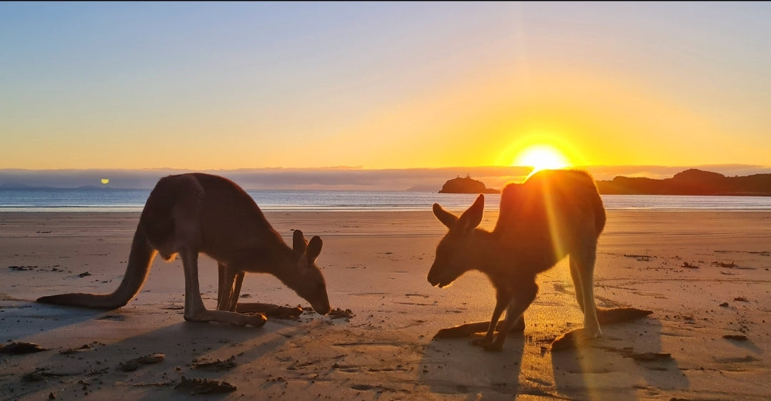 Sunrise With Kangaroos-Departs Airlie Beach