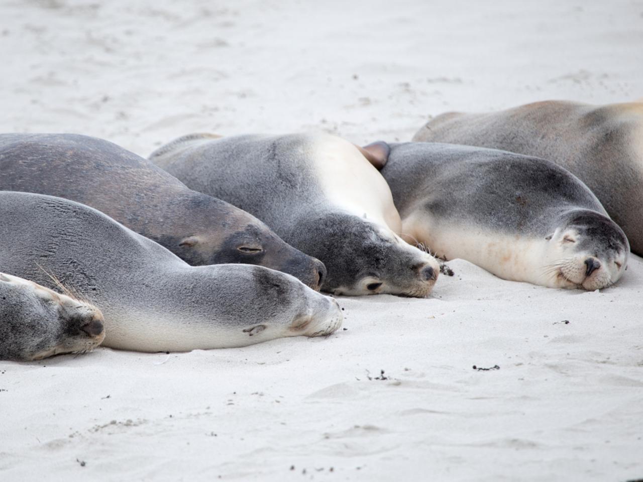 Private Coach - Kangaroo Island Wildlife Discovery 24 Seater