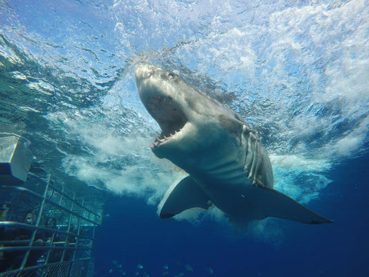 One Day Great White Shark Tour