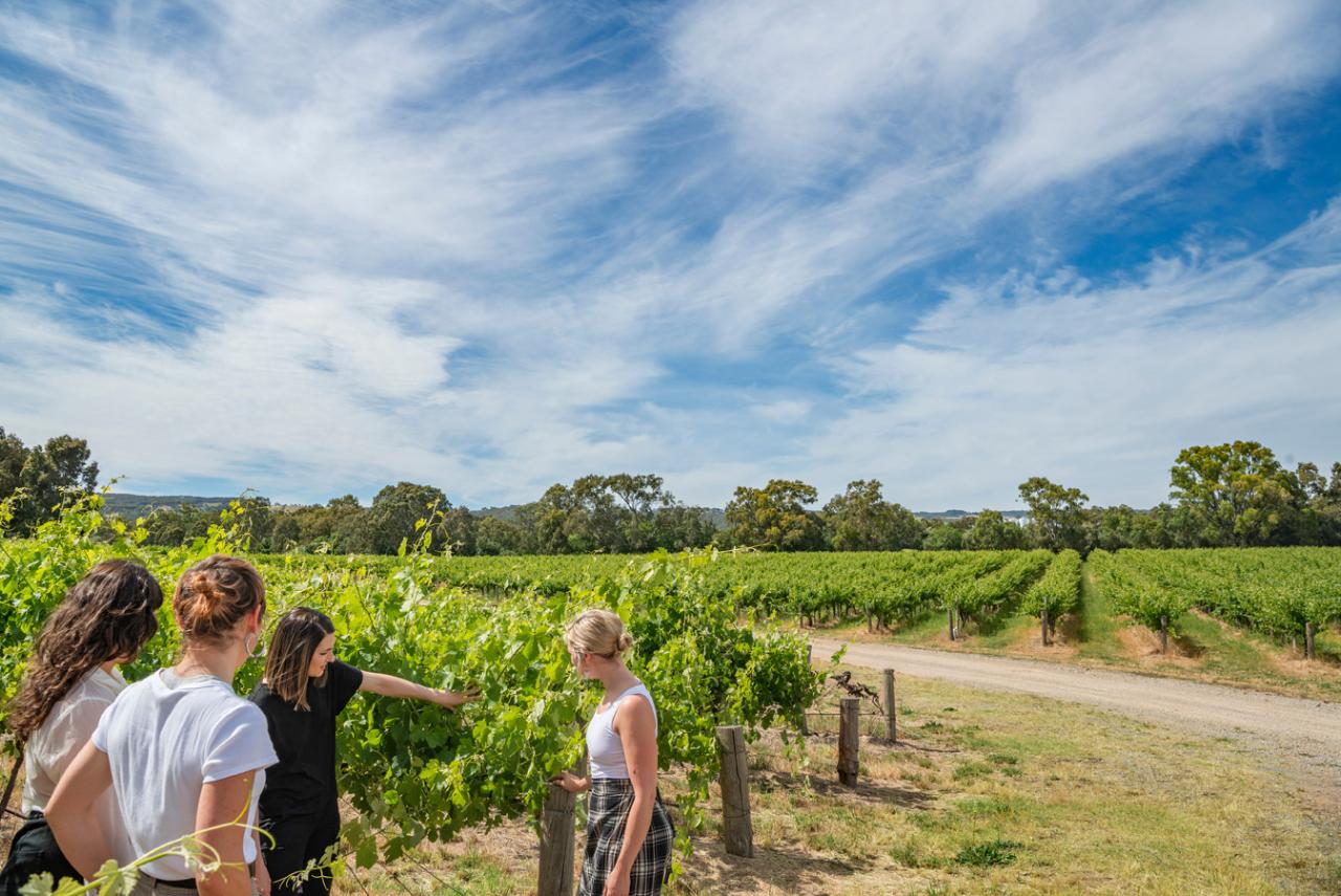 From The Ground Up Tasting At Shottesbrooke Vineyards