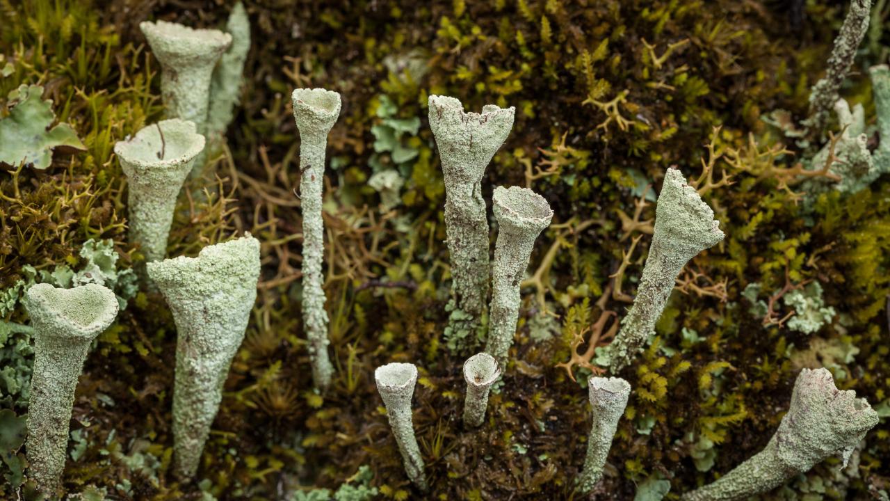 Mt Field National Park - Premium Private Photo-Oriented Day Tour