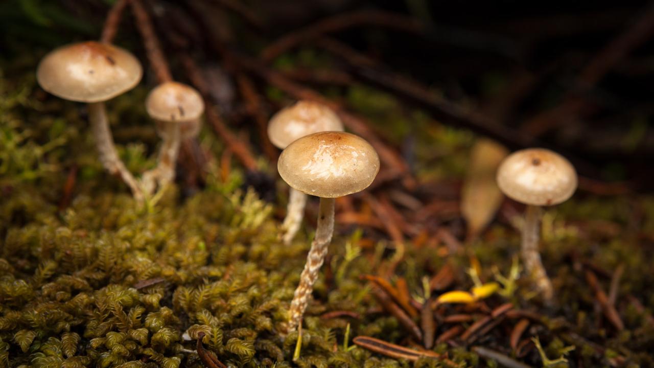 Mt Field National Park - Premium Private Photo-Oriented Day Tour