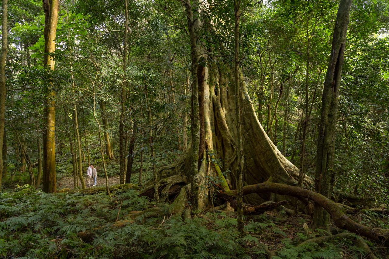 Figtree Dreaming - Bangu Resting Place Cultural Walking Tour With Gnarl Tours