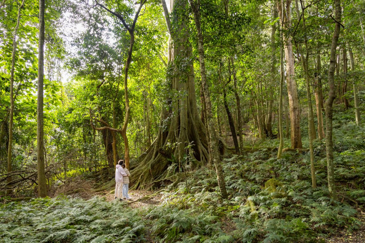 Figtree Dreaming - Bangu Resting Place Cultural Walking Tour With Gnarl Tours