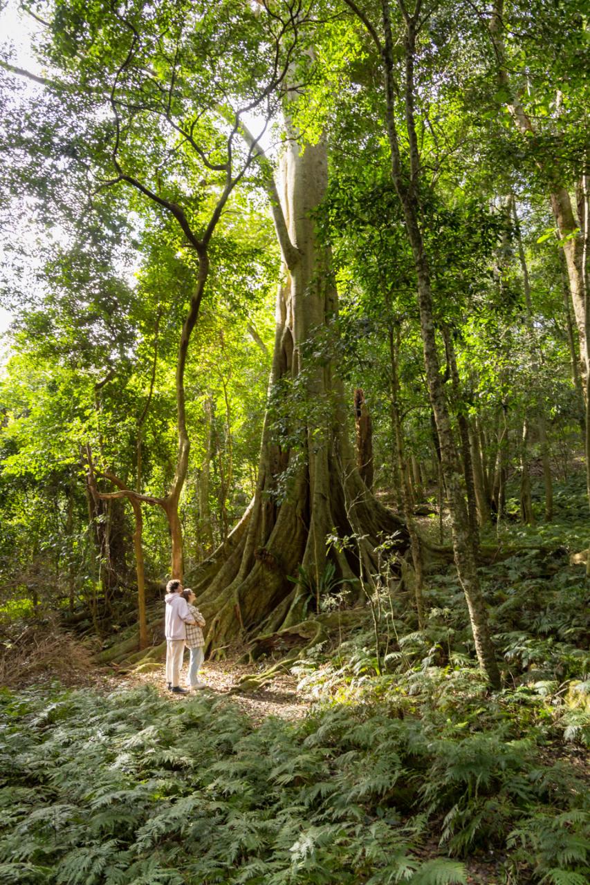 Figtree Dreaming - Bangu Resting Place Cultural Walking Tour With Gnarl Tours