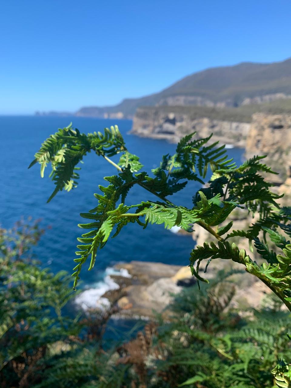 Tasman Peninsula Walking Experience