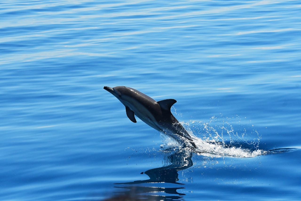 Wild Dolphin Watch