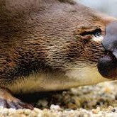 Deluxe Safari Adventure & General Entry