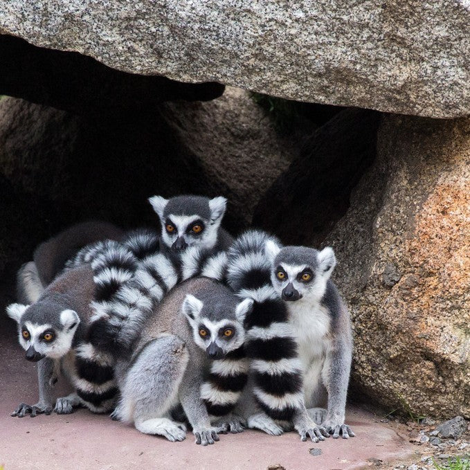 Deluxe Safari Adventure & General Entry For 2 Adults & 1 Child