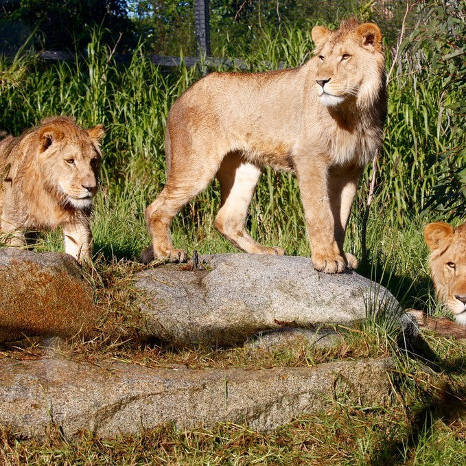 Deluxe Safari Adventure & General Entry For 2 Adults & 1 Child