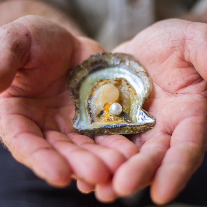 Private Broken Bay Pearl Farm Tour