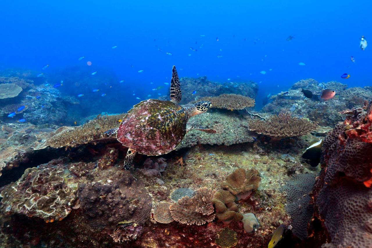 Double Dive: Mooloolaba Reefs - Max 18M
