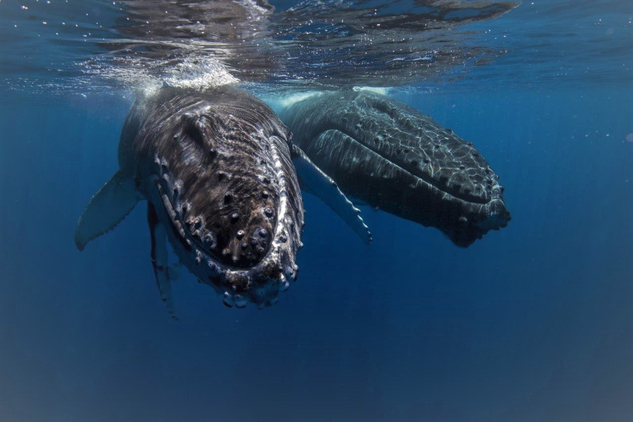 Half Day Spirit Of Hervey Bay Whale Watch Cruises