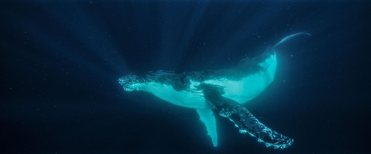 Swim With Whales: Gold Coast 3-Hour Cruise
