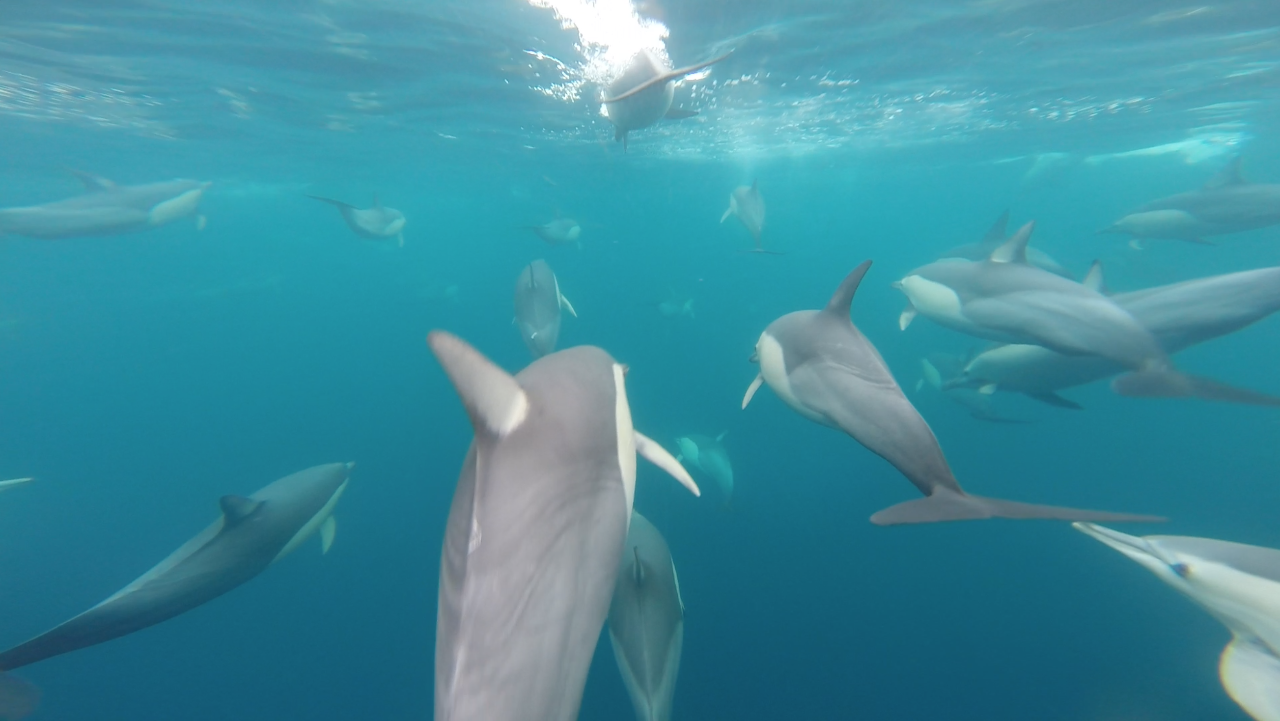 Wild Dolphin Swim & Watch