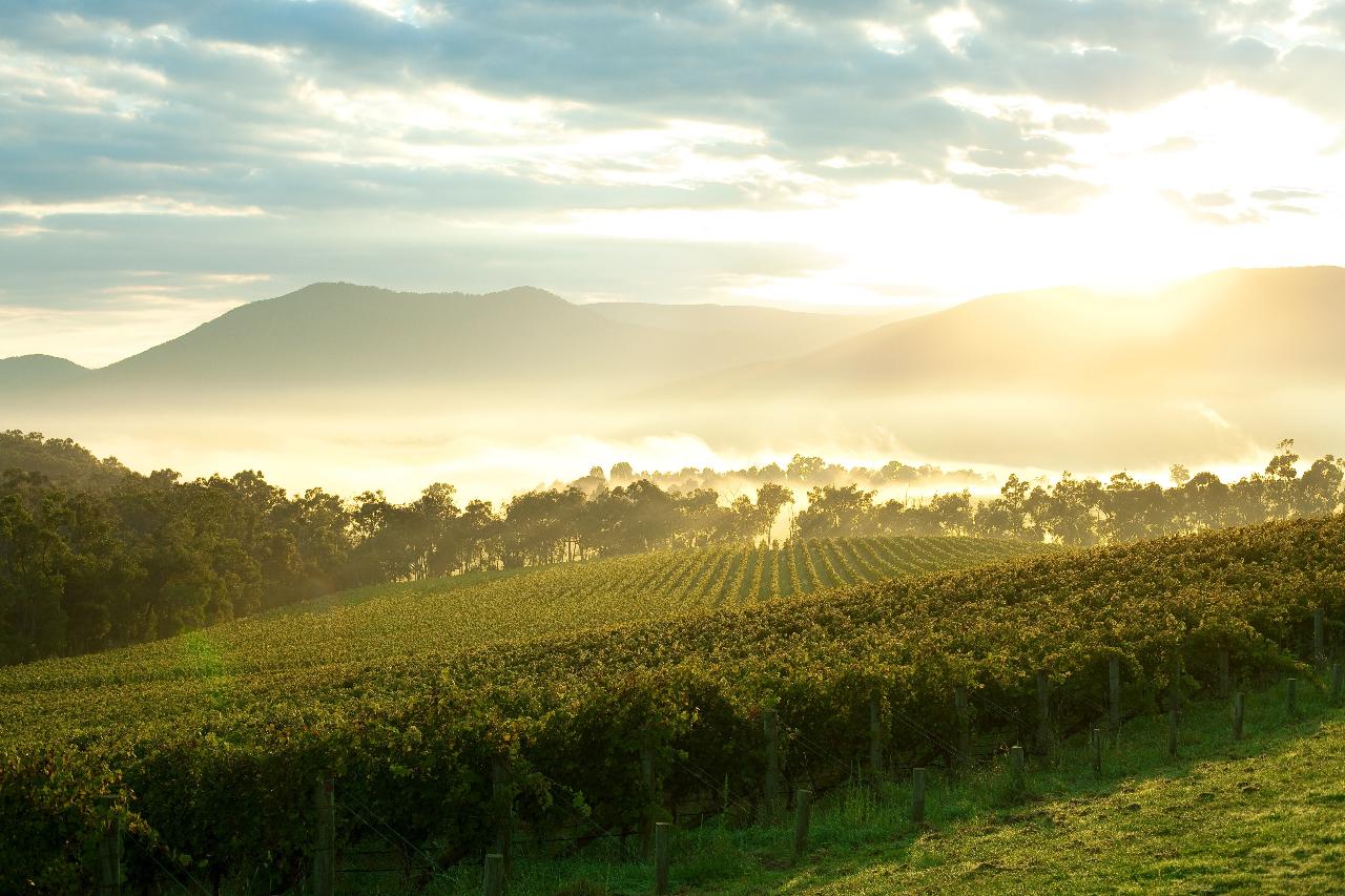 Yarra Valley Wine & Food Day Tour