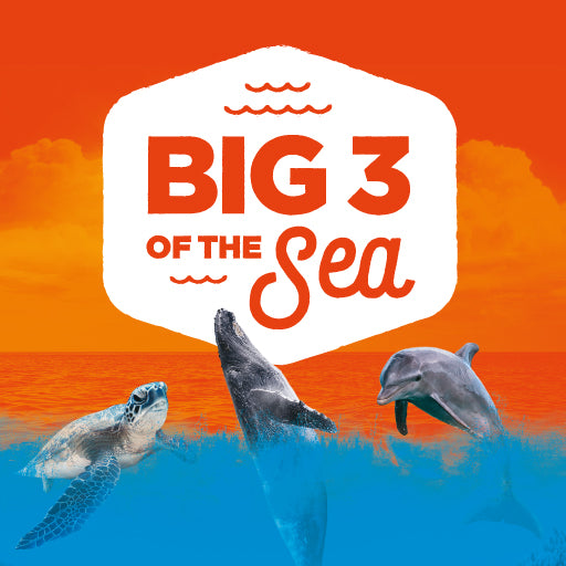 The Big 3 Of The Sea!