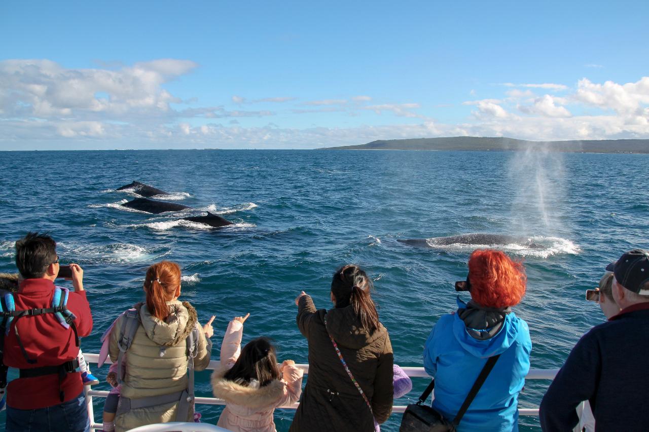 Augusta Whale Watching Eco Tours