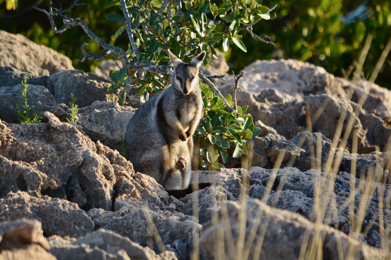 Ningaloo In A Day