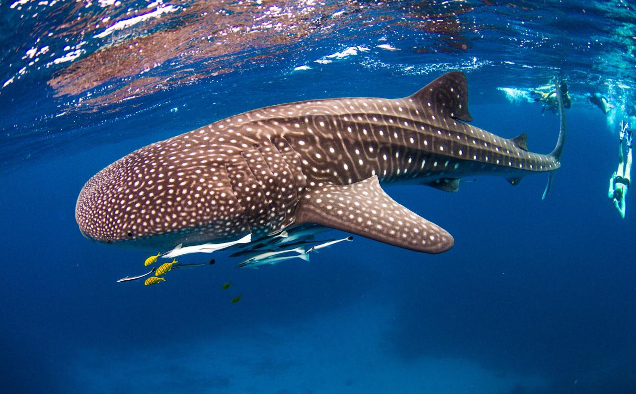 Whale Shark Adventure Swim Exmouth