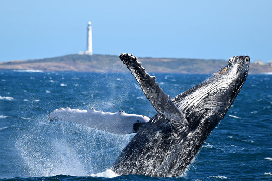 Whale Watch Augusta