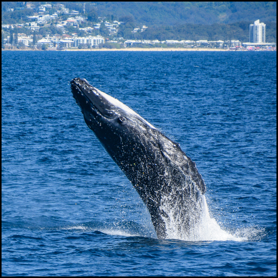 Whale Watching Cruise On Whale One