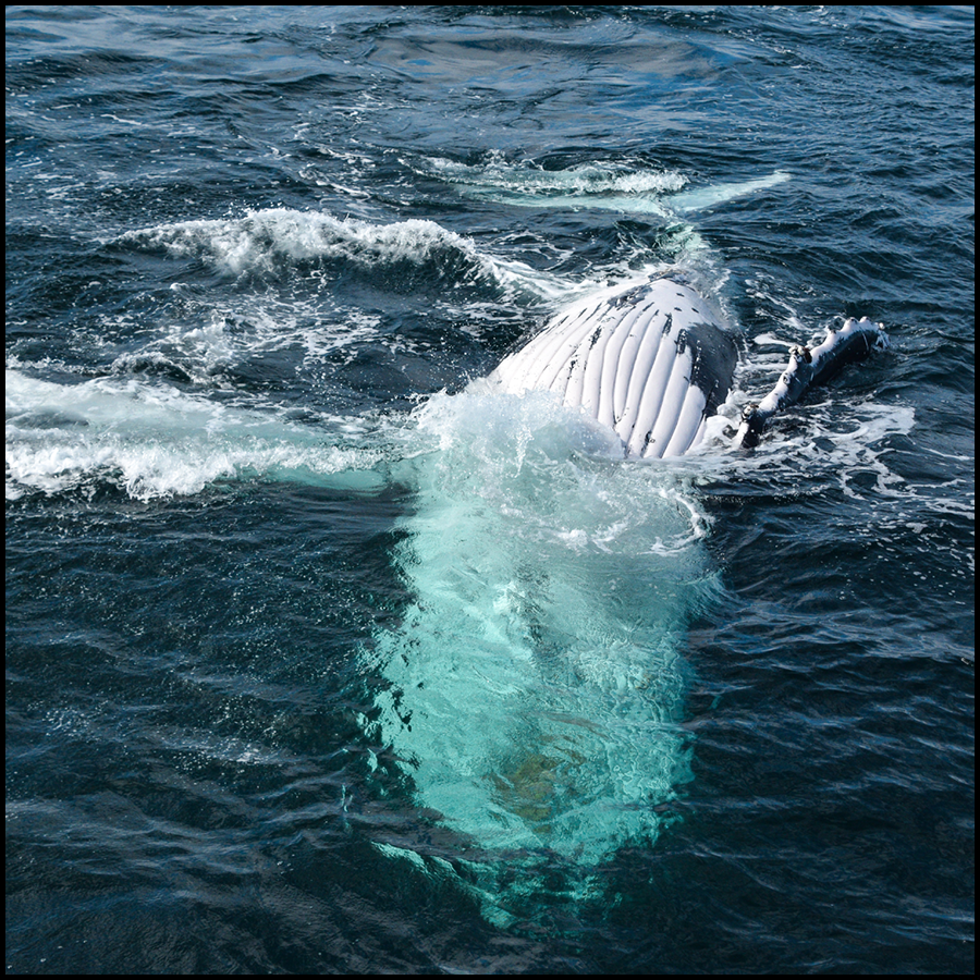 Whale Watching Cruise On Whale One