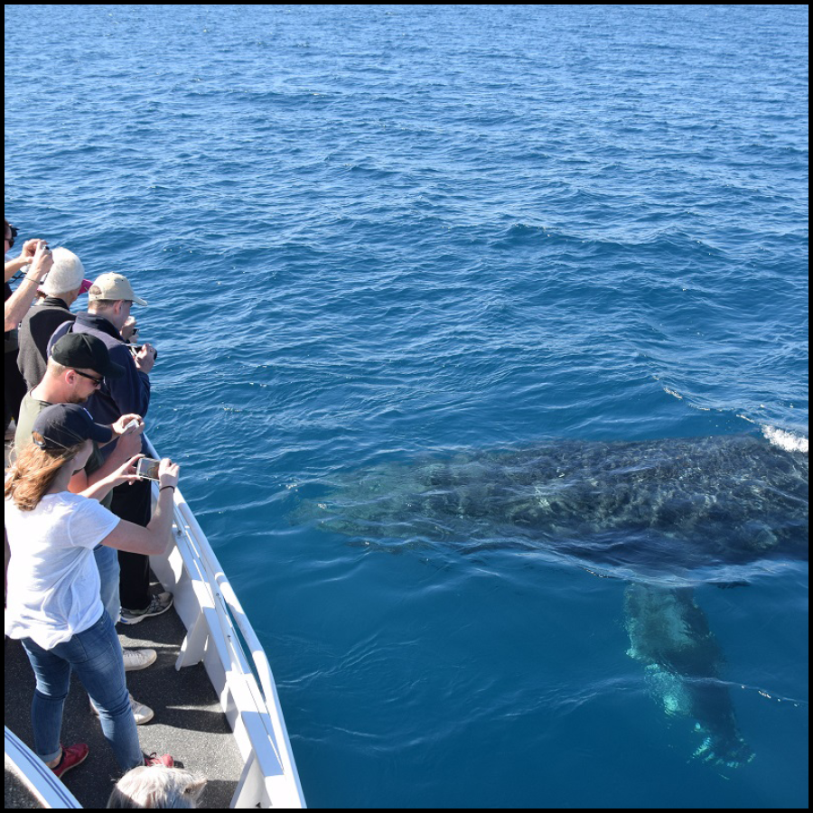 Whale Watching Cruise On Whale One