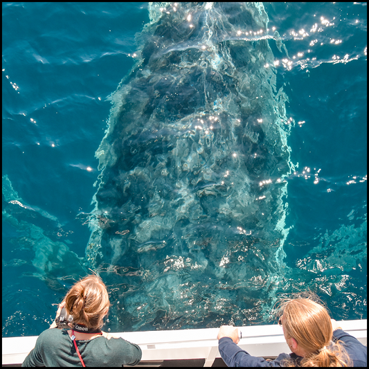 Whale Watching Cruise On Whale One