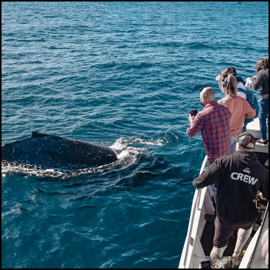 Whale Watching Cruise On Whale One