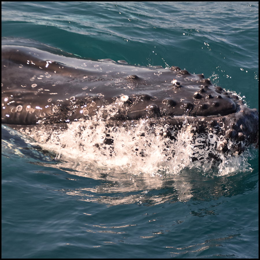 Whale Watching Cruise On Whale One