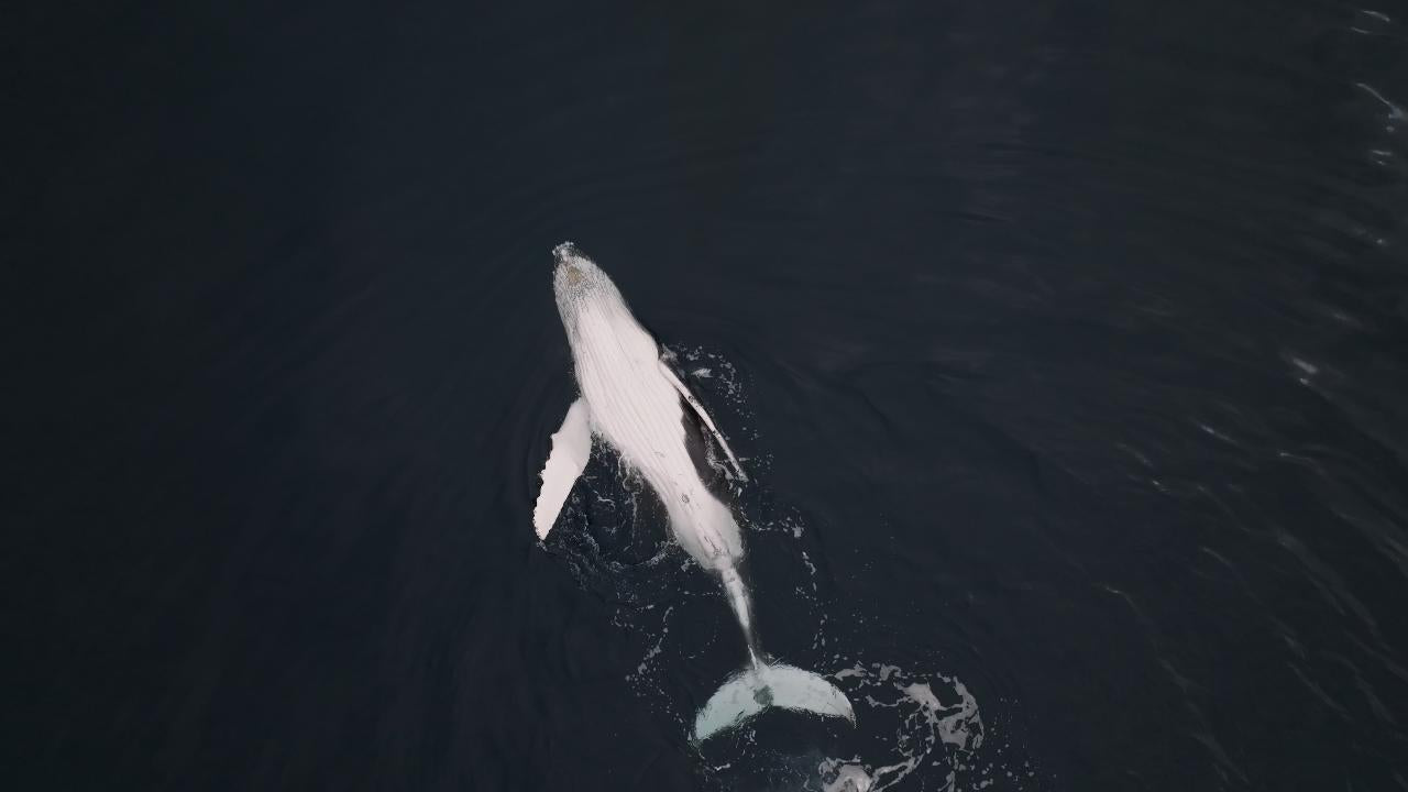 Abrolhos Islands Scenic Flyover With Tea