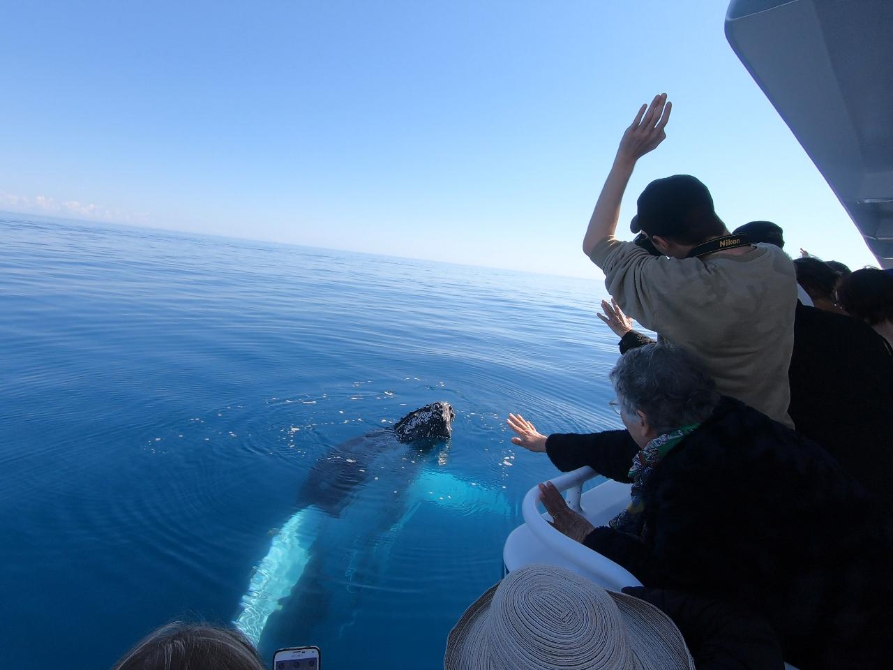 Whalesong Whale Watch Tour