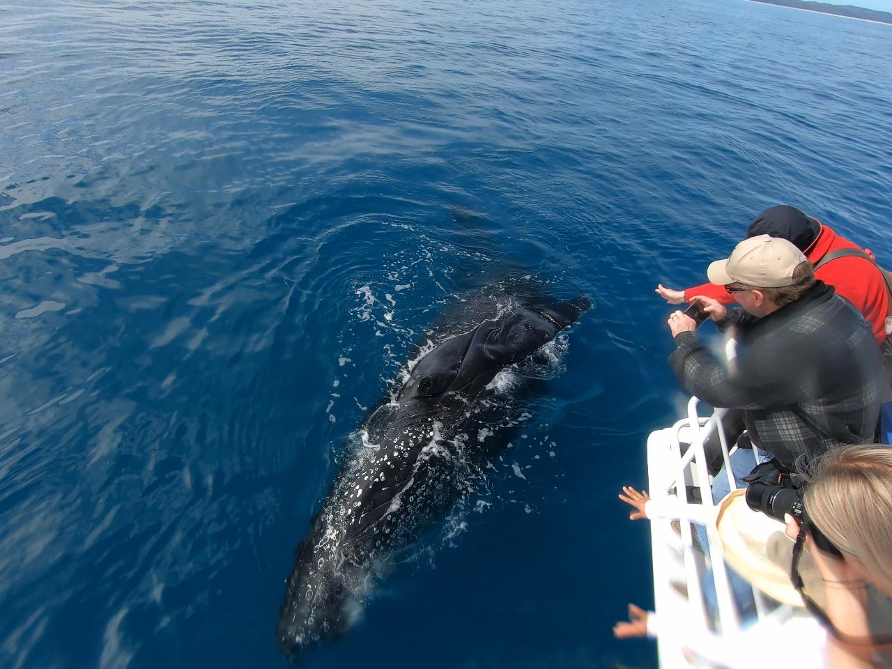Whale Watch & K'Gari Explorer Day Tour Package
