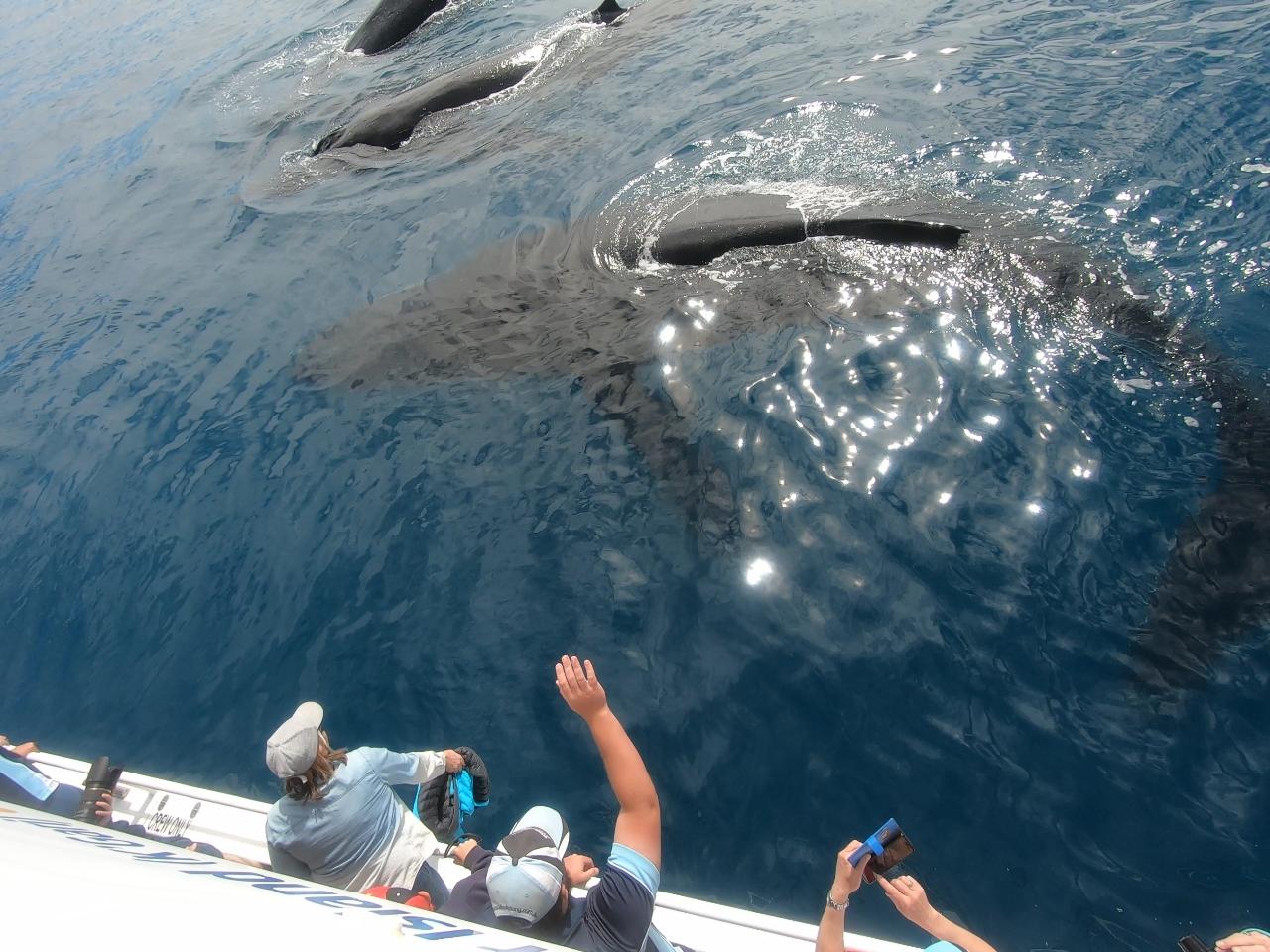 Whale Watch & K'Gari Explorer Day Tour Package