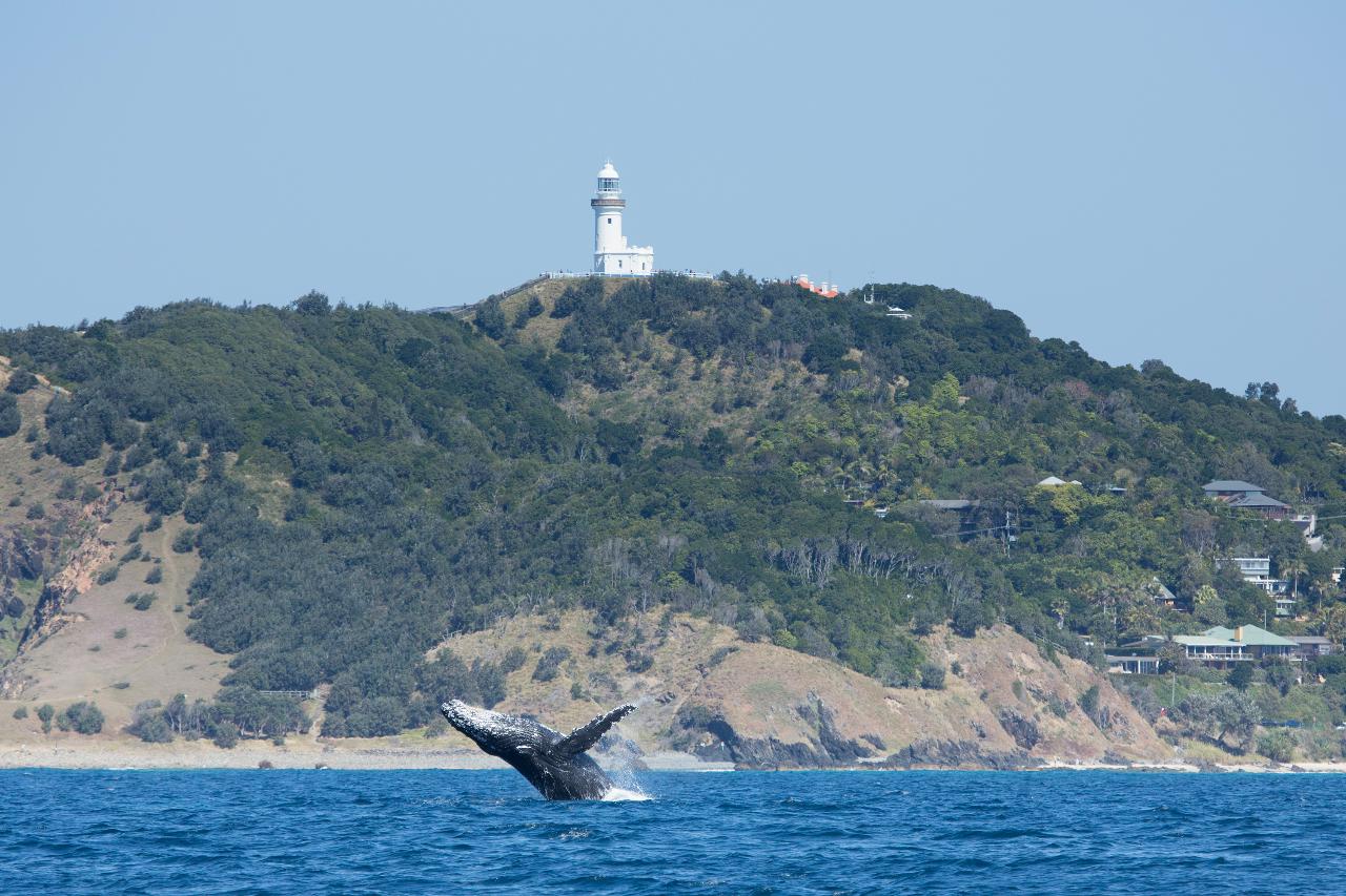 Whale Watching Safari