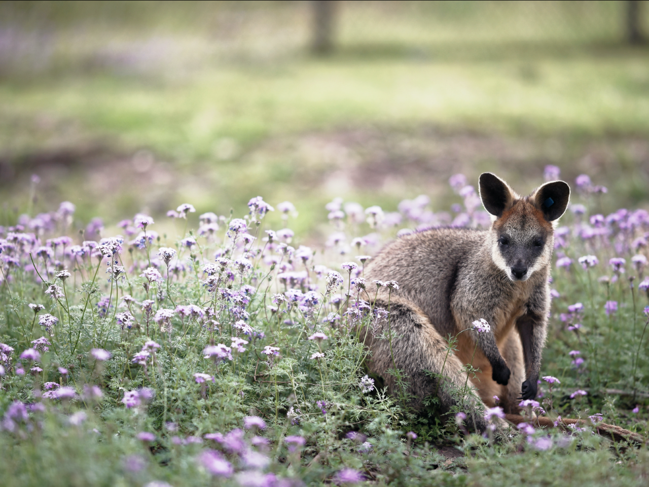 Kangaroos And Koala Experience Tour - Canberra