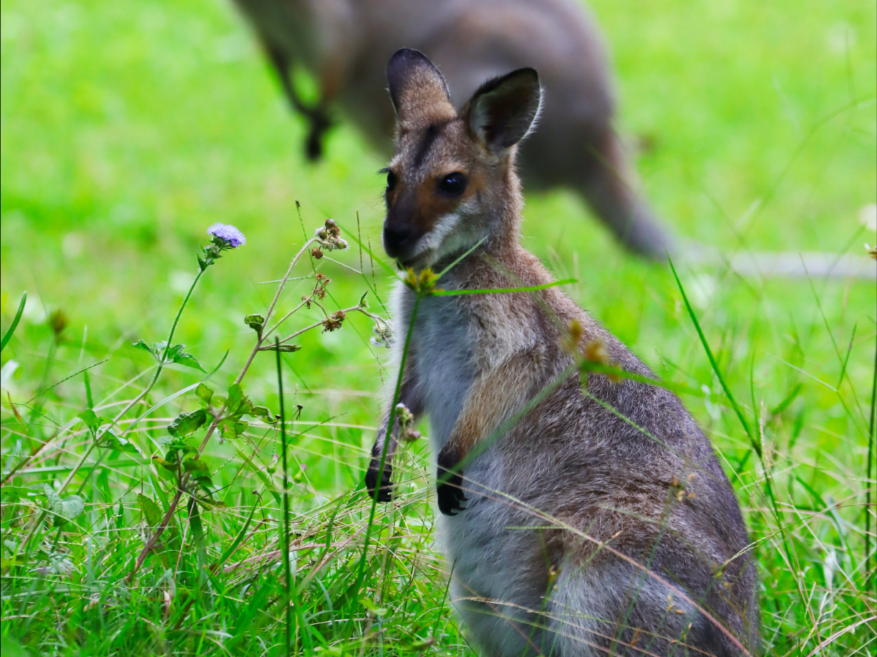 Kangaroos And Koala Experience Tour - Canberra