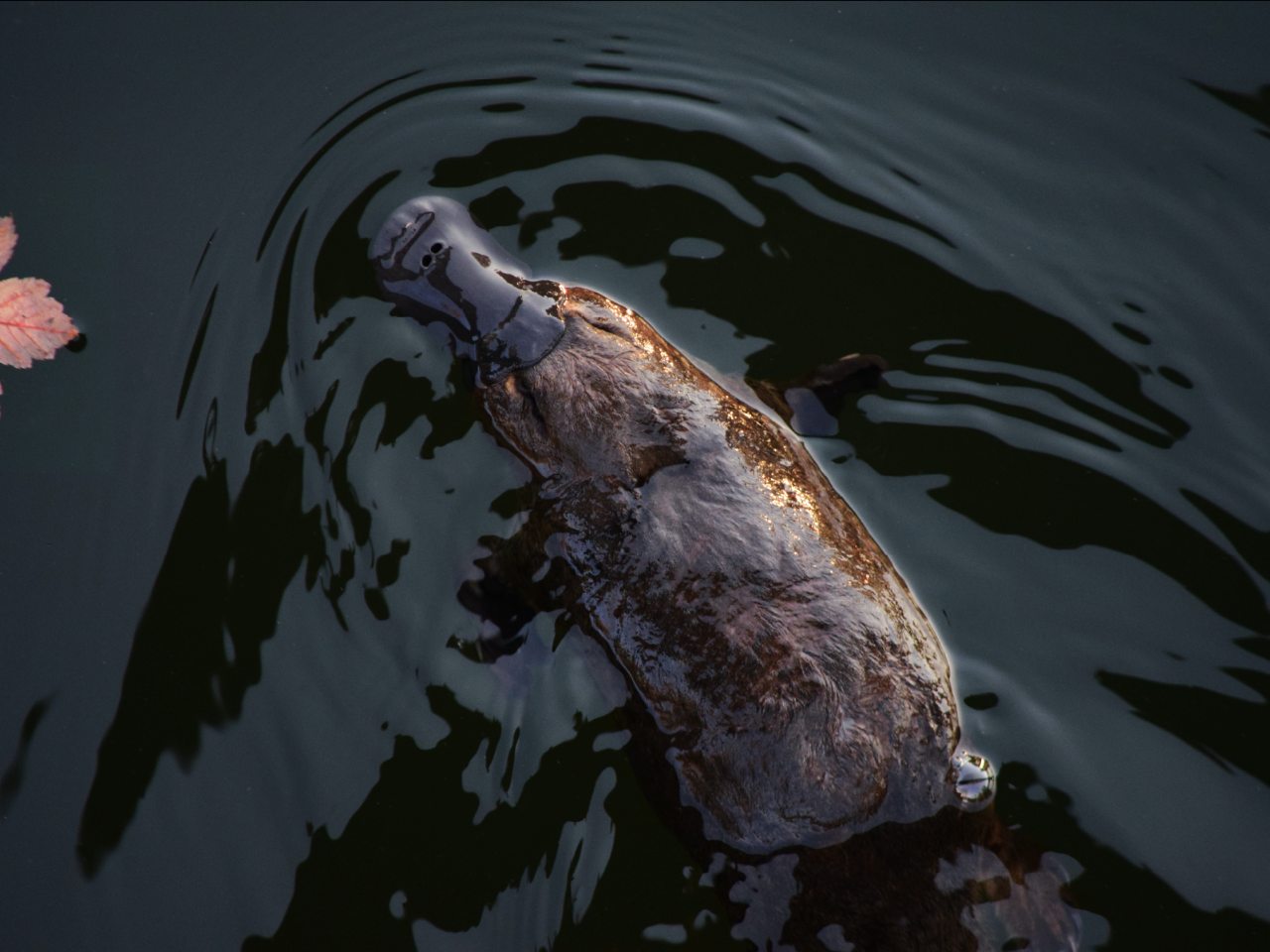 Kangaroos And Koala Experience Tour - Canberra