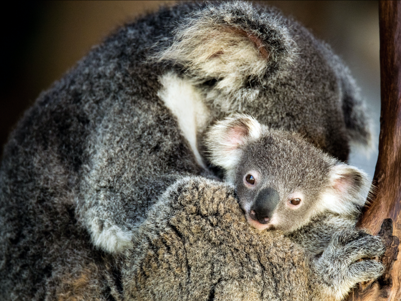 Kangaroos And Koala Experience Tour - Canberra