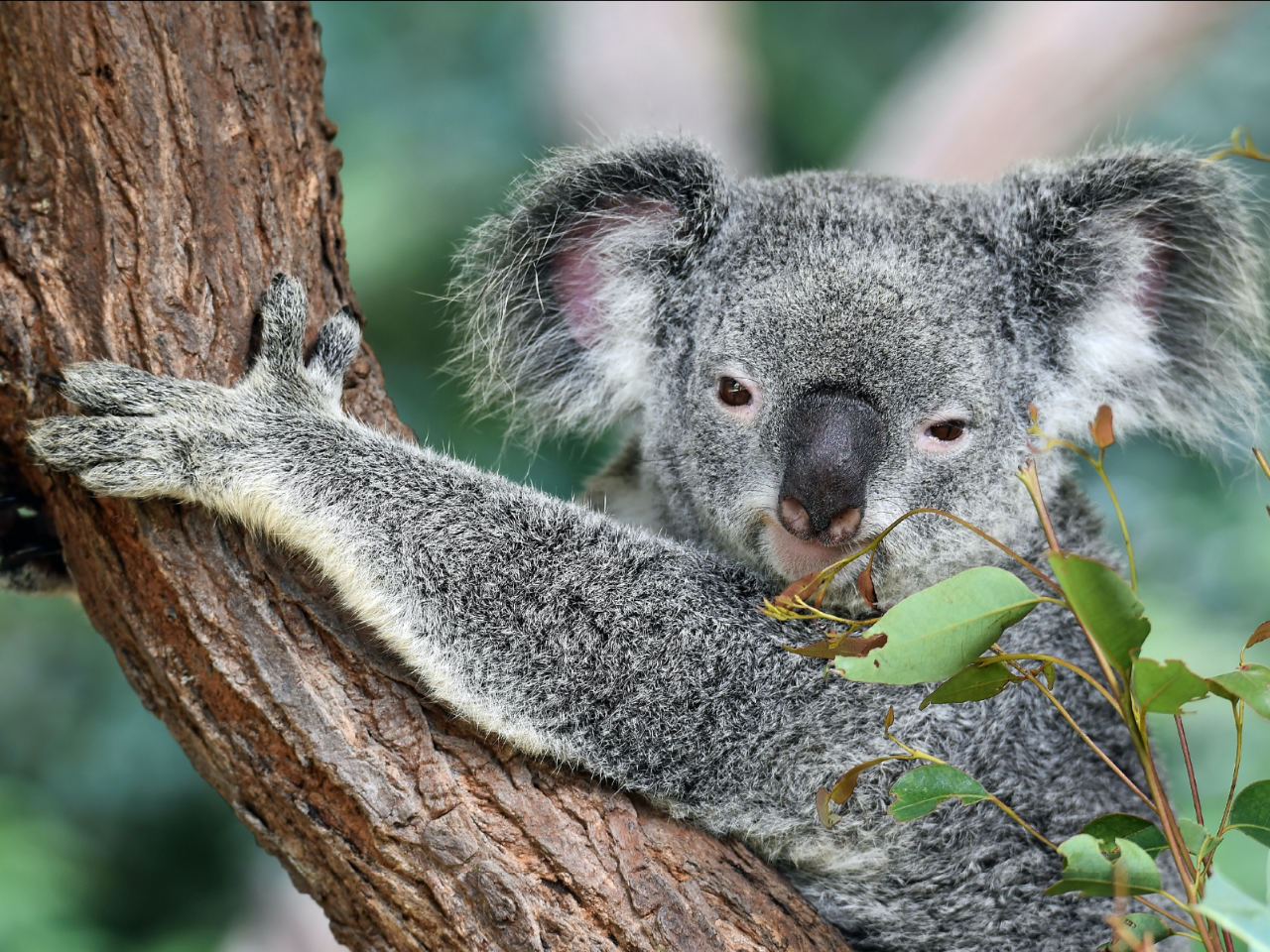 Kangaroos And Koala Experience Tour - Canberra