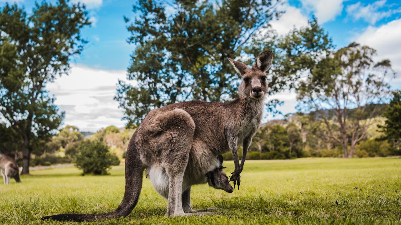 Kangaroos And Koala Experience Tour - Canberra